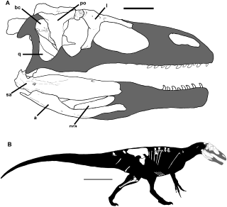 Image: Rodolfo A. Coria and Philip J. Currie